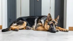 Proč váš pes přesně ví, kdy se vracíte domů: tajemství psího vnímání času